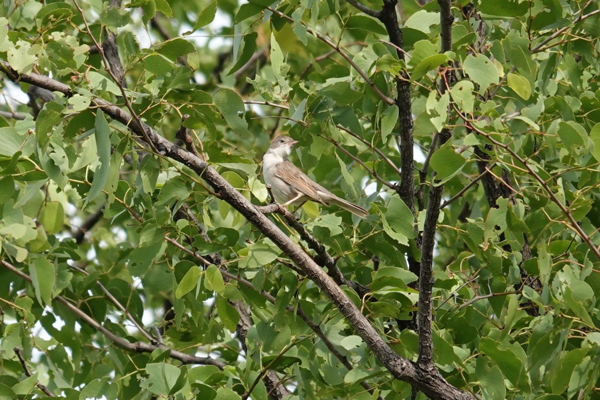 Sterpazzola - ML646626344