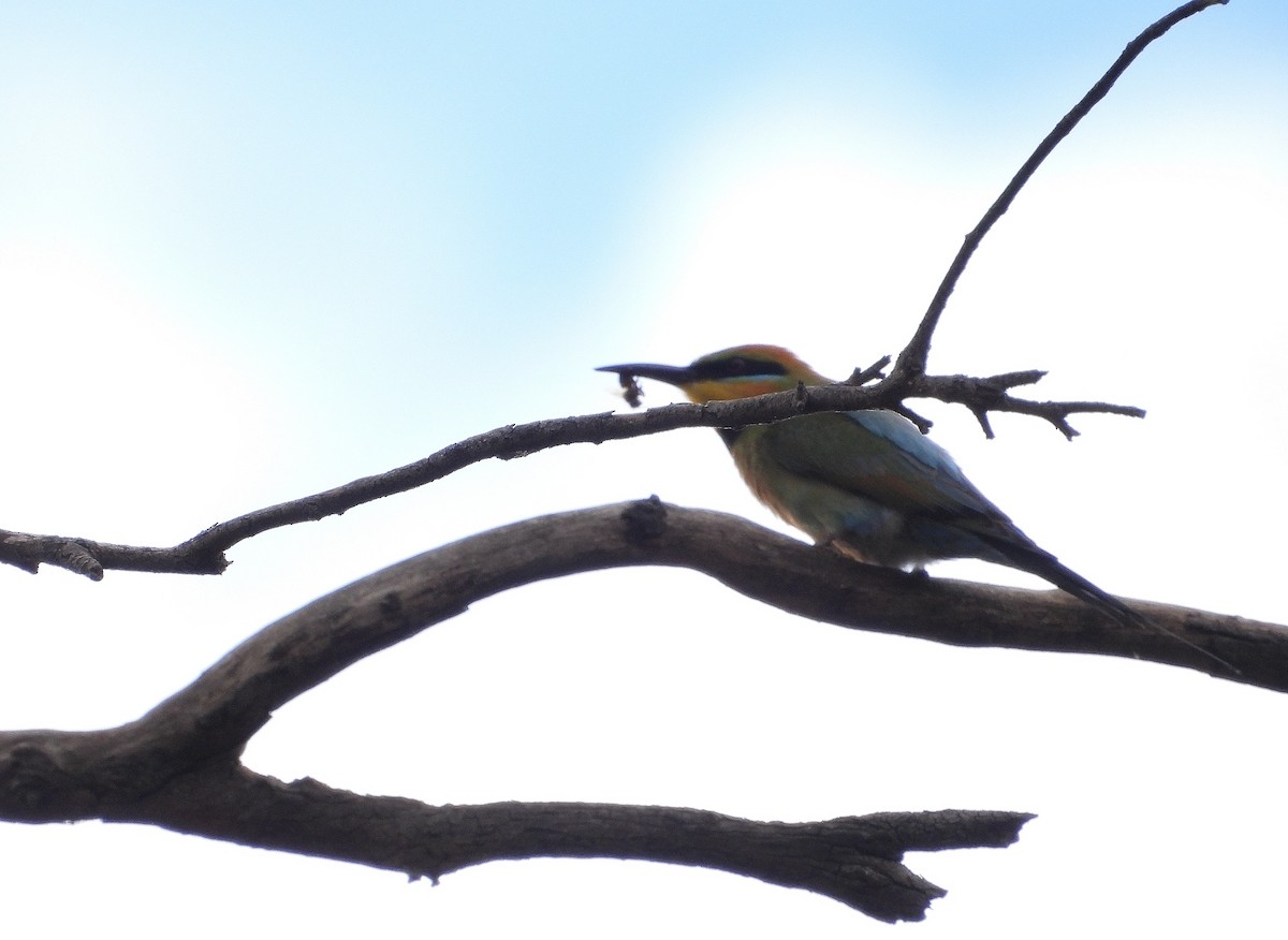 Rainbow Bee-eater - ML646626346