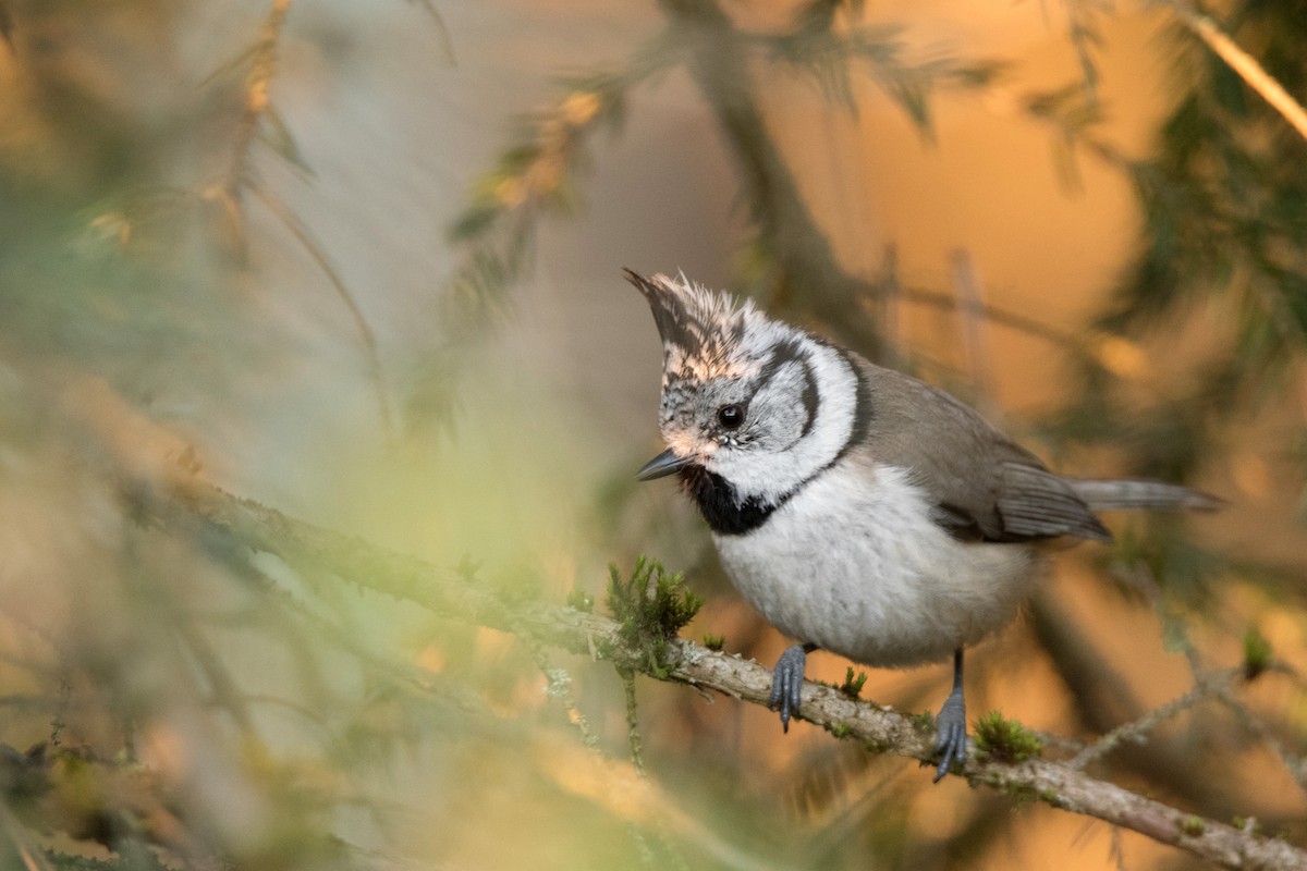 Cincia dal ciuffo - ML646626348