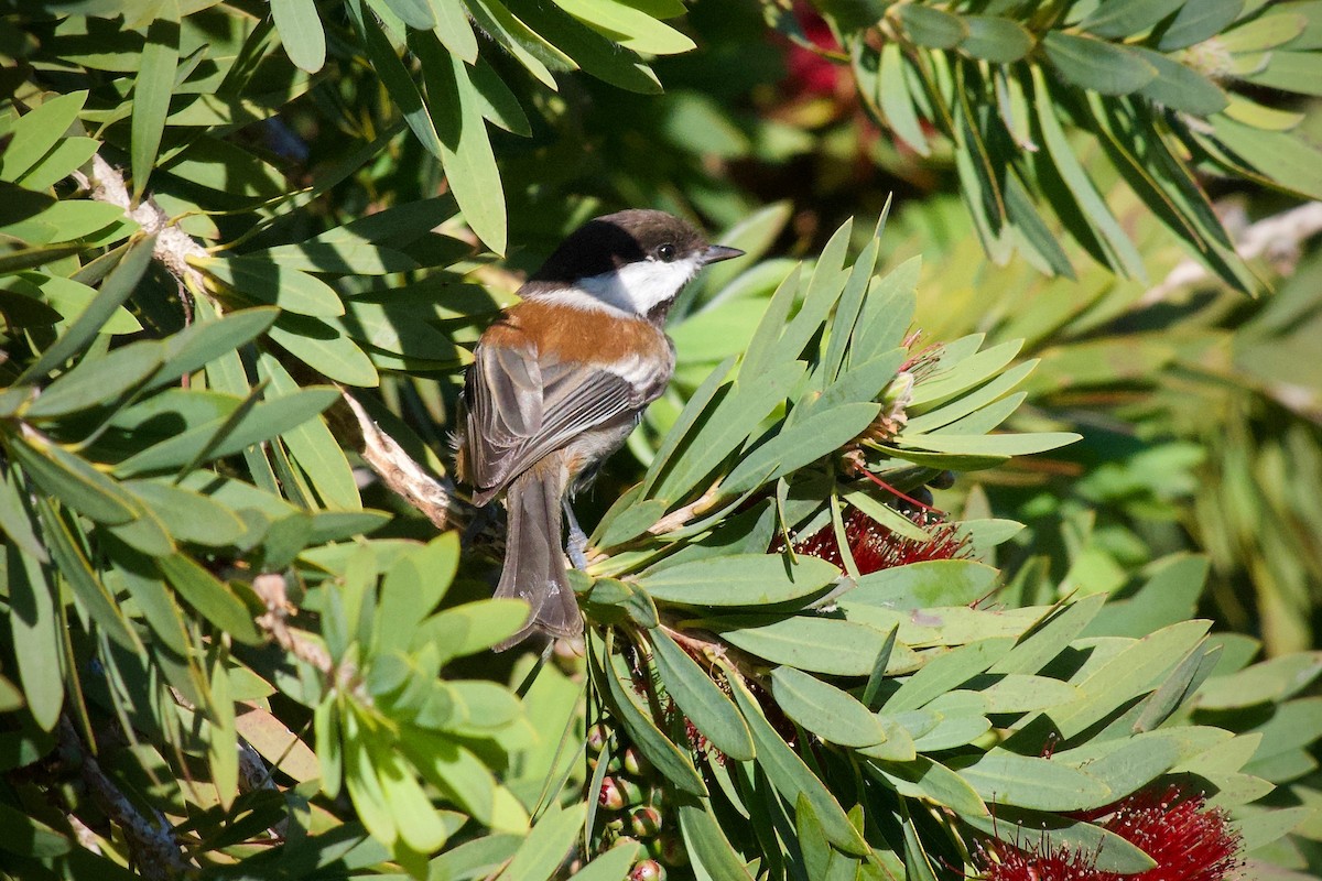 Chestnut-backed Chickadee - ML646626354