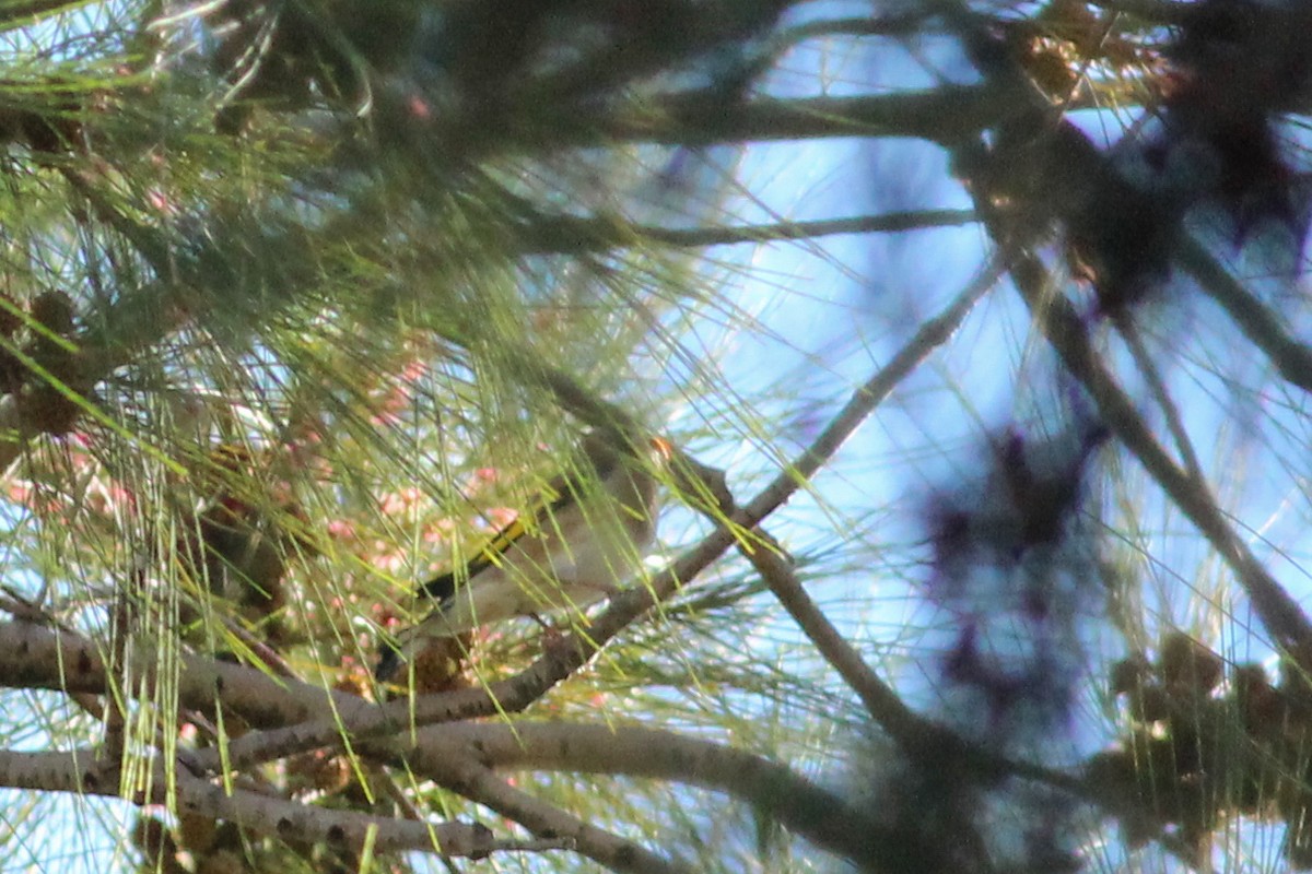 חוחית - ML646626358