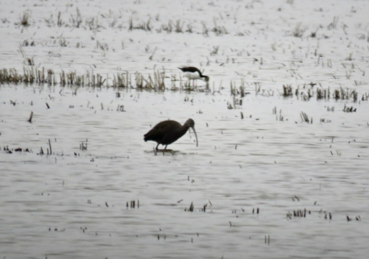 Beltzaran musuzuria - ML646626374