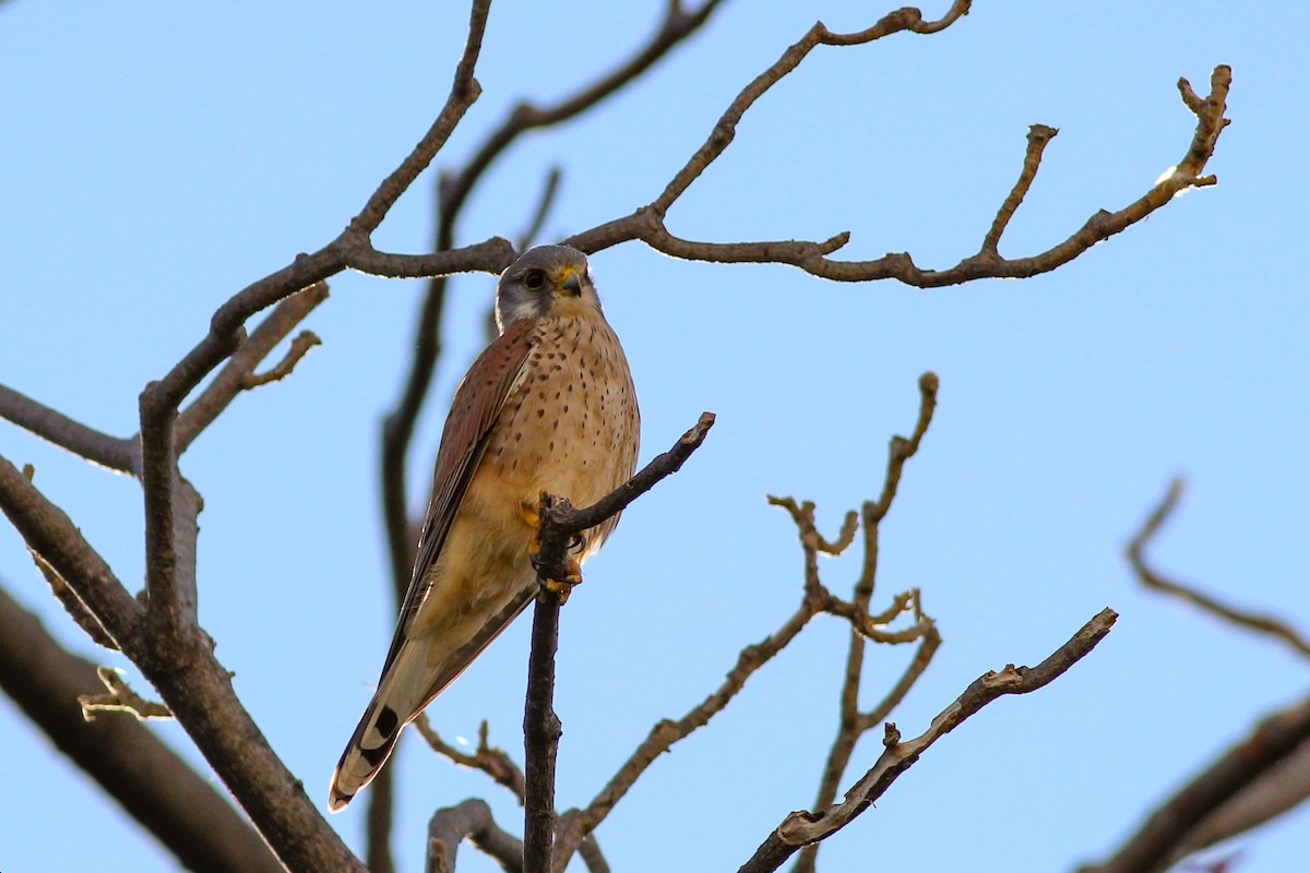 בז מצוי - ML646626375