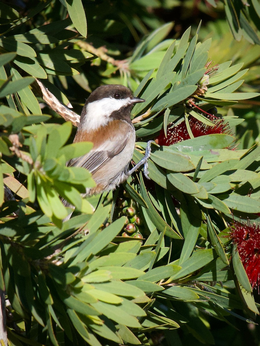 Chestnut-backed Chickadee - ML646626376