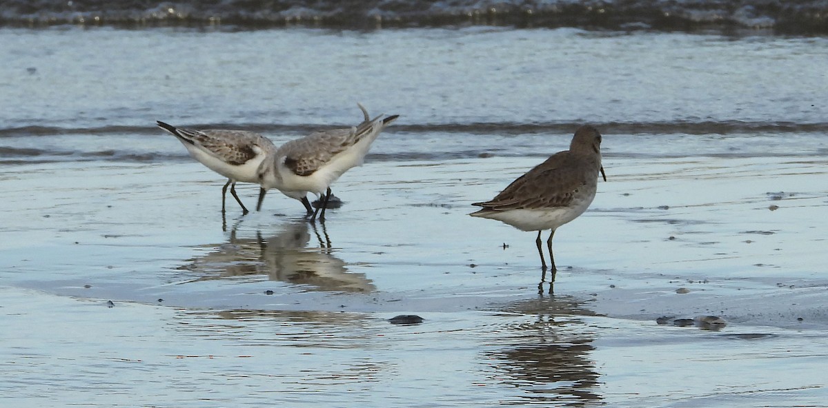 ミユビシギ - ML646626379