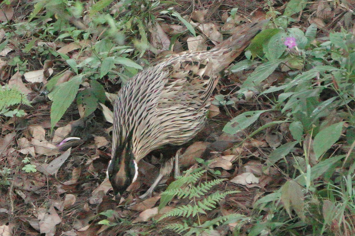 Koklass Pheasant - ML646626380