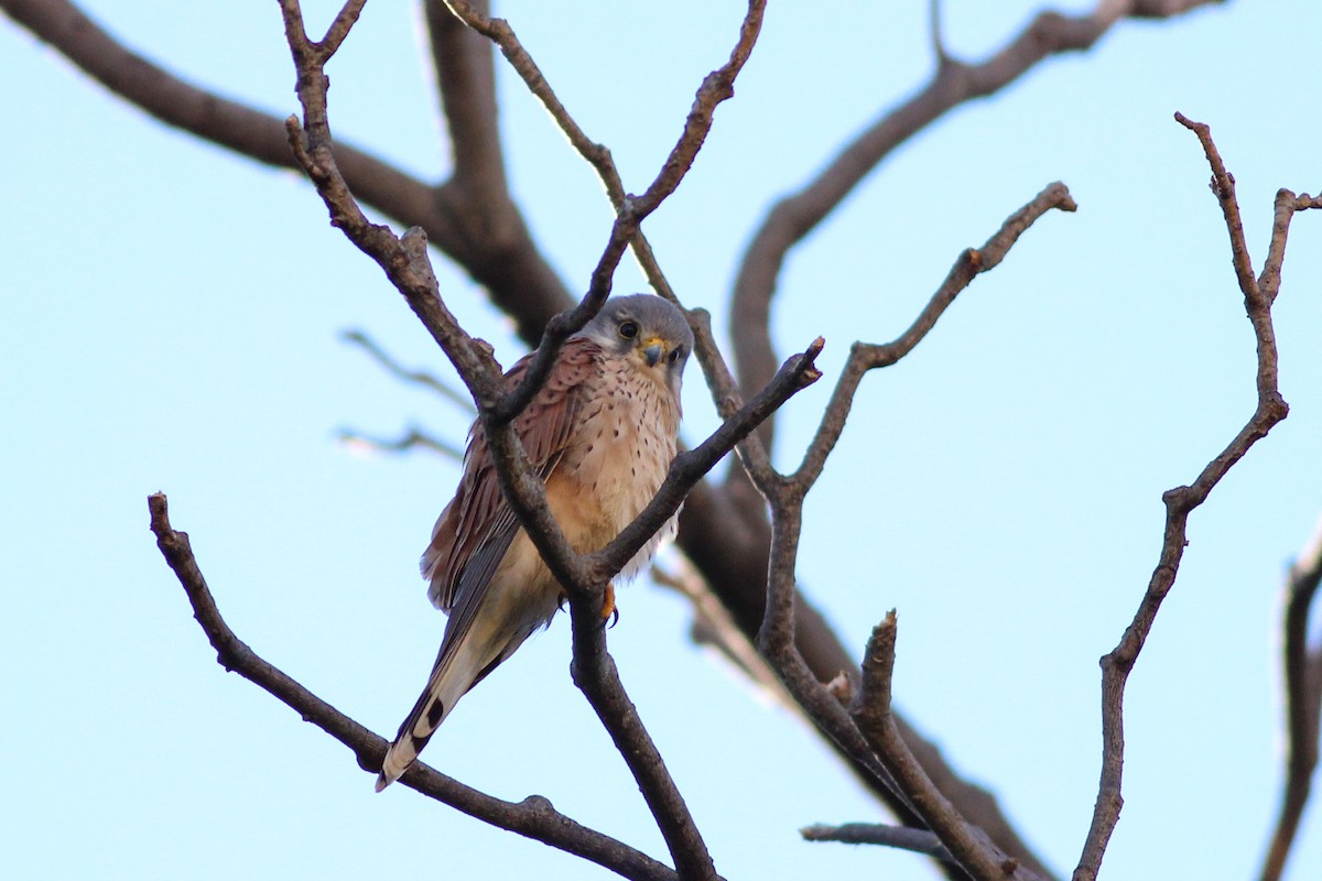 בז מצוי - ML646626381