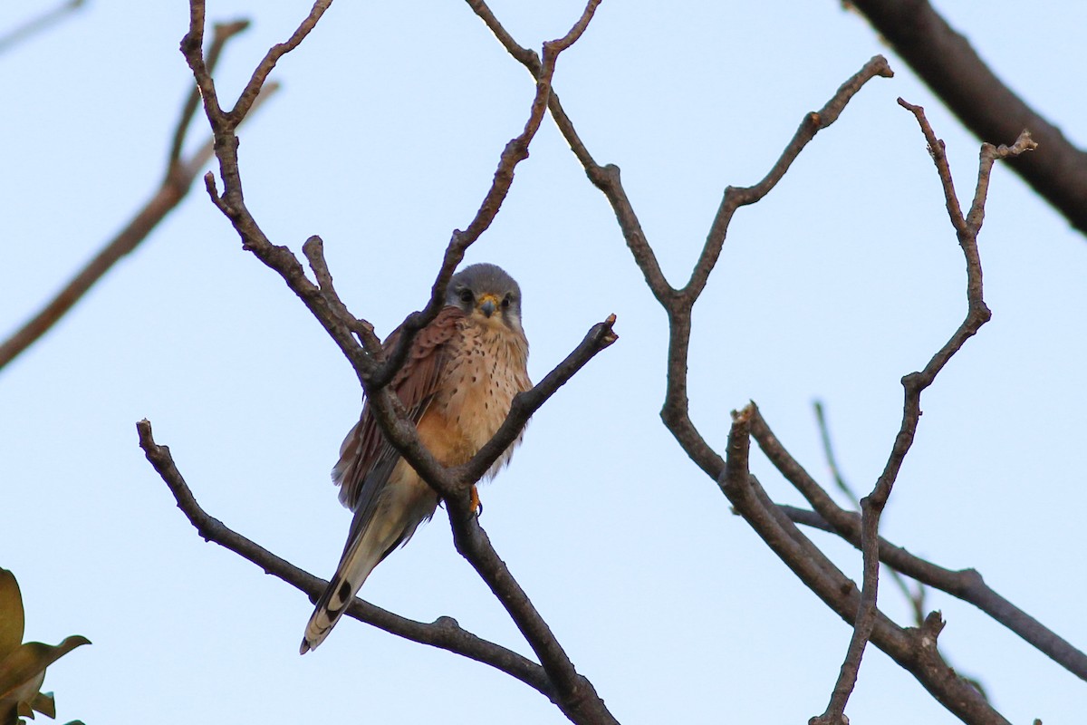 בז מצוי - ML646626382