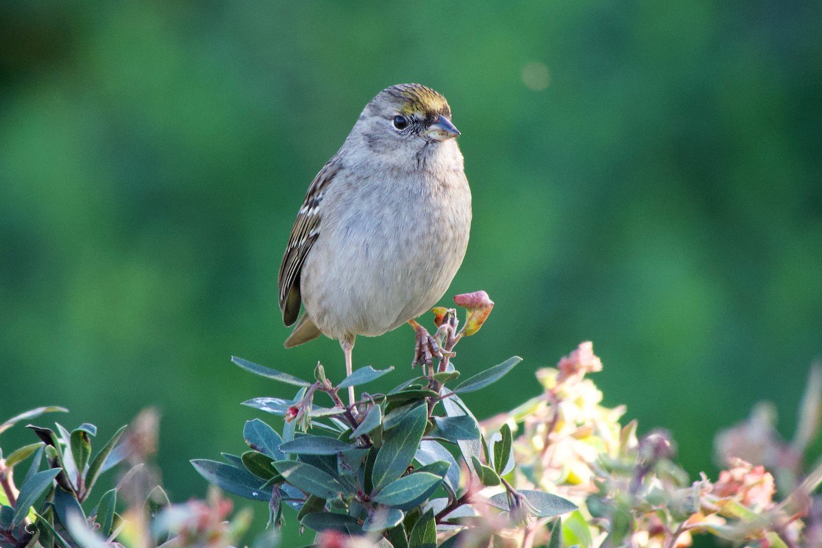 Golden-crowned Sparrow - ML646626389