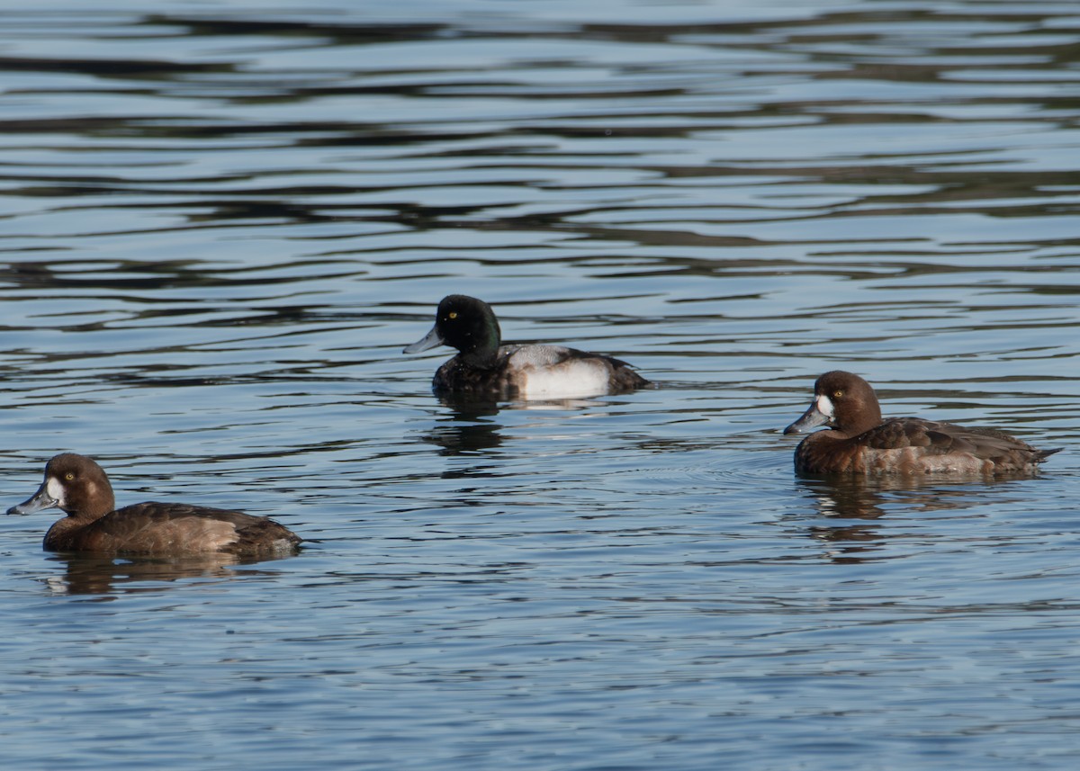 Greater Scaup - ML646626390