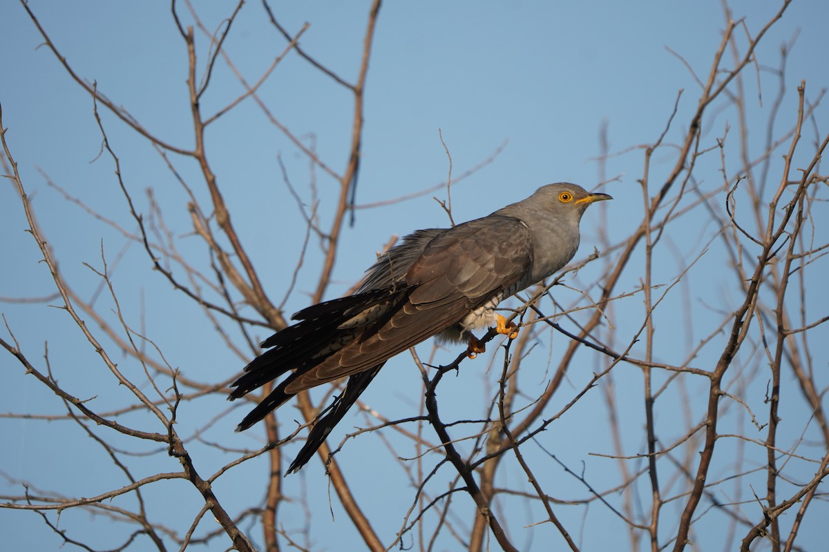 Common Cuckoo - ML646626395