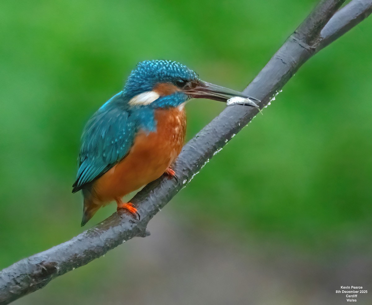 Common Kingfisher - ML646626396