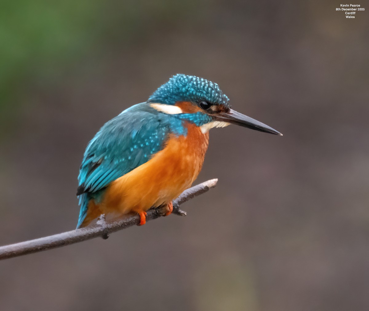 Common Kingfisher - ML646626397