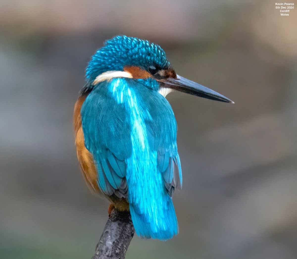 Common Kingfisher - ML646626398