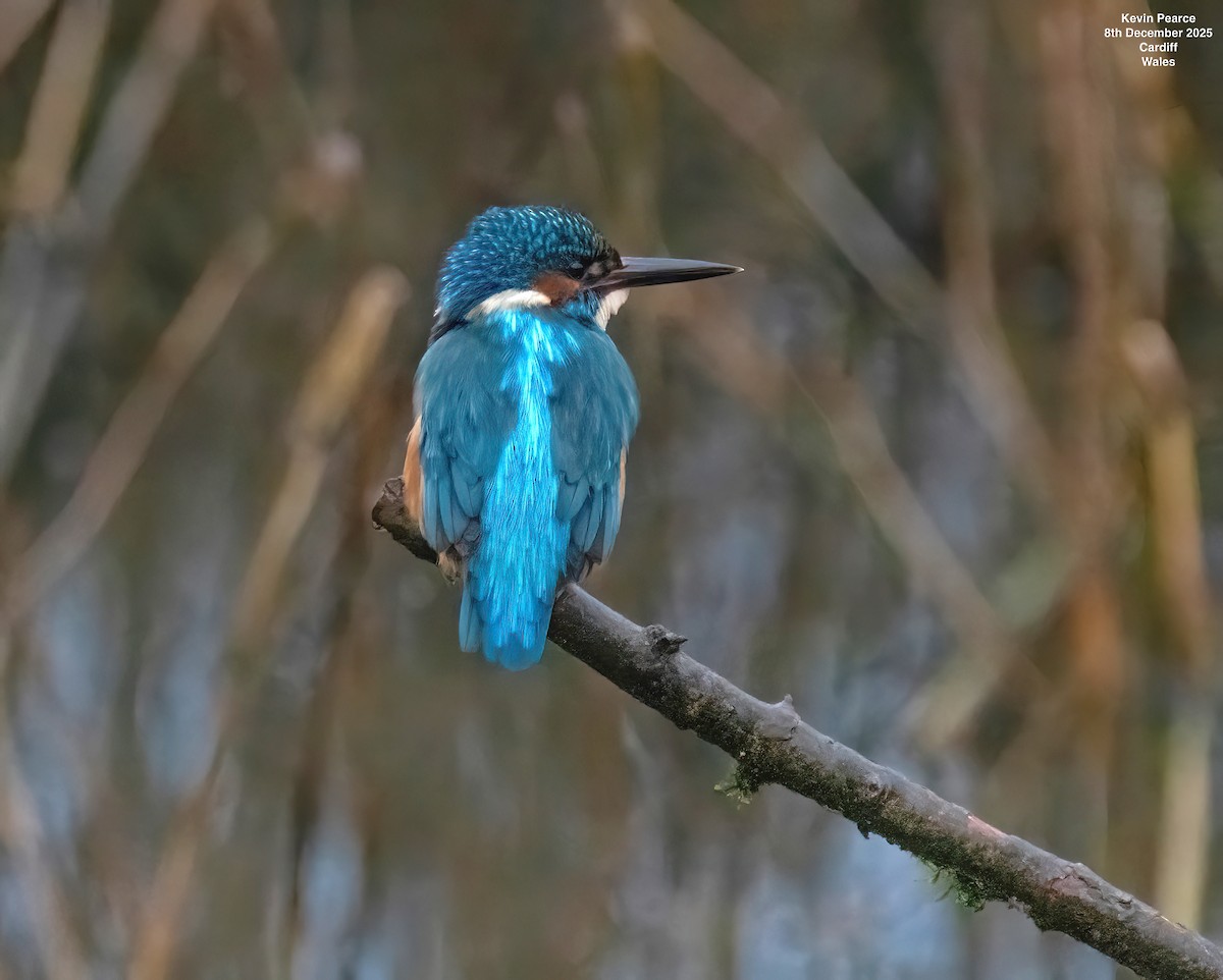 Common Kingfisher - ML646626399