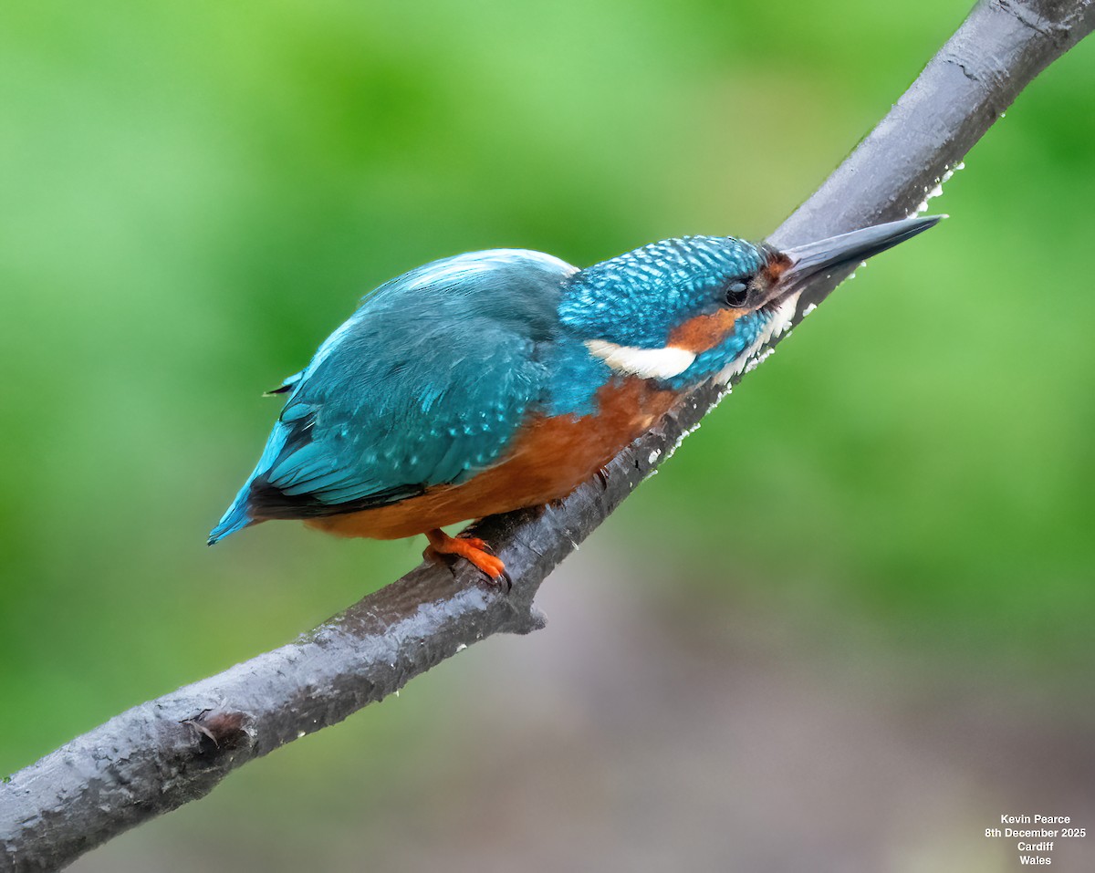 Common Kingfisher - ML646626400