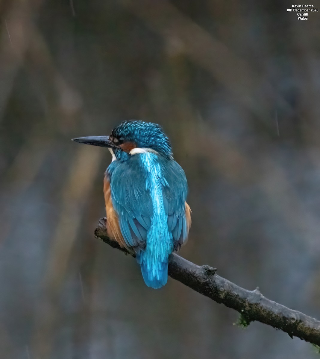 Common Kingfisher - ML646626403