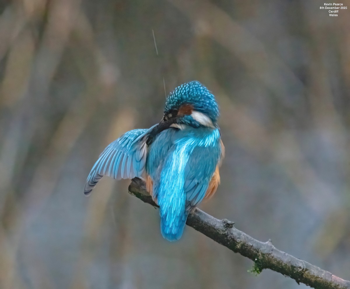Common Kingfisher - ML646626404