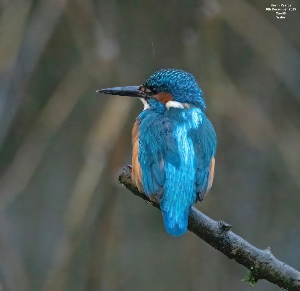 Common Kingfisher - ML646626407