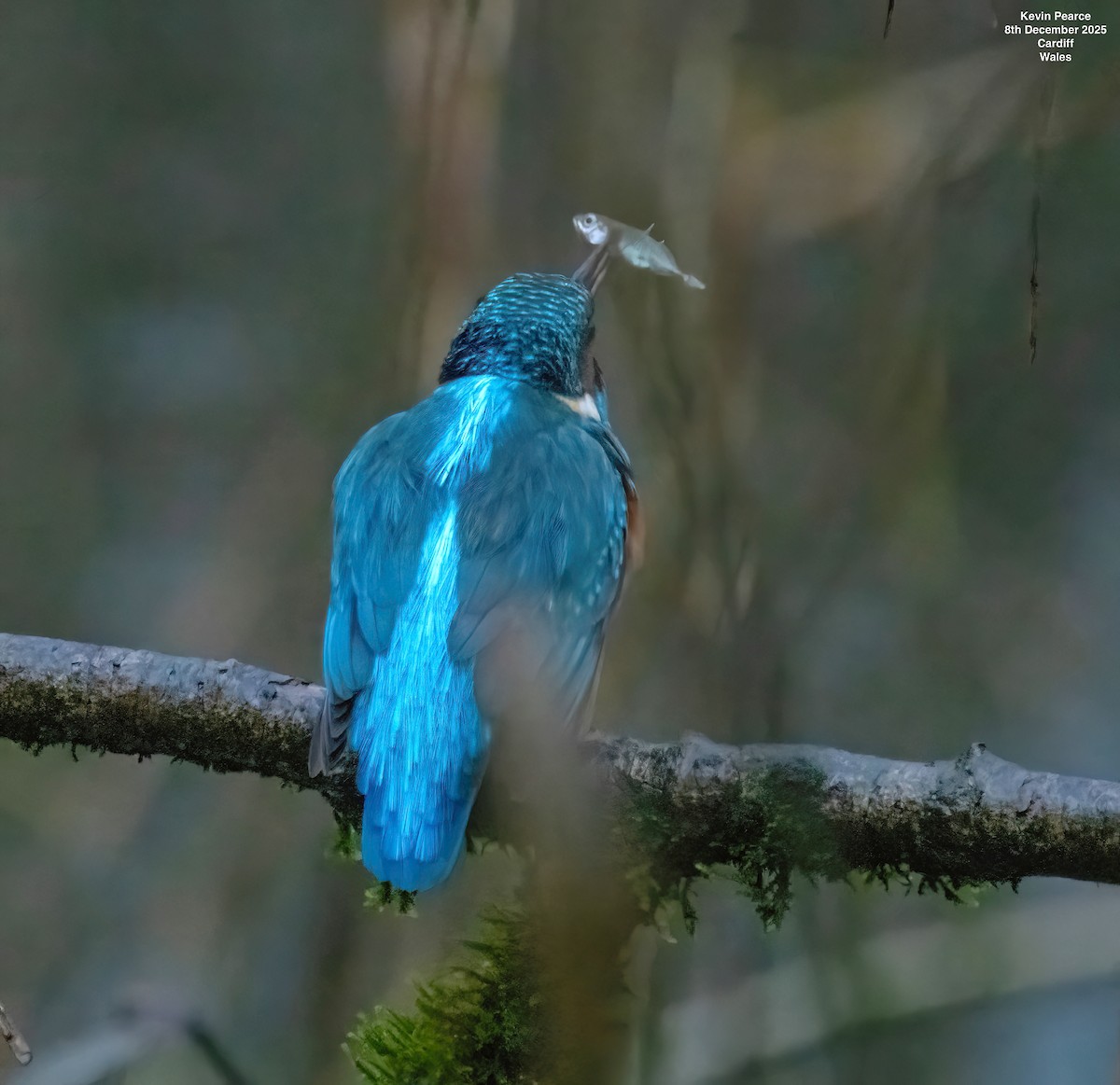 Common Kingfisher - ML646626408