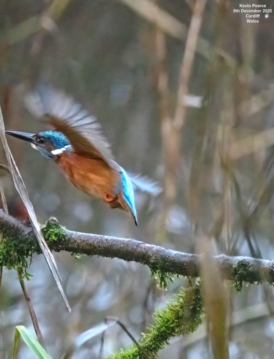 Common Kingfisher - ML646626415