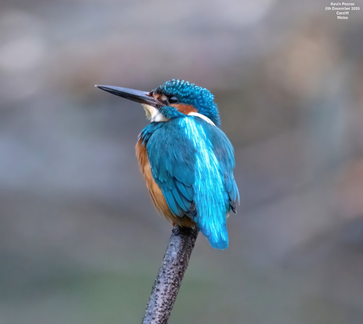 Common Kingfisher - ML646626417