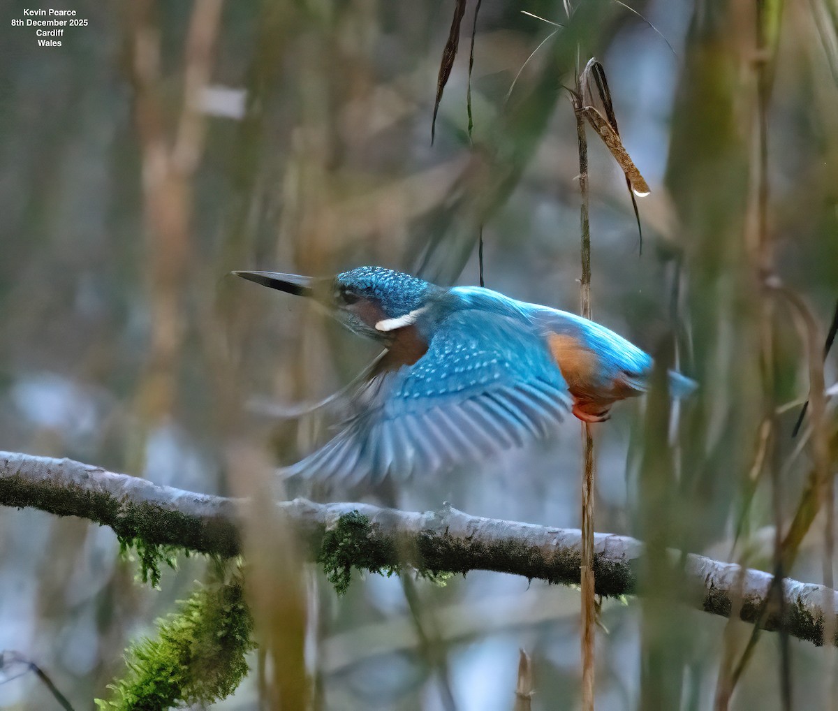 Common Kingfisher - ML646626419