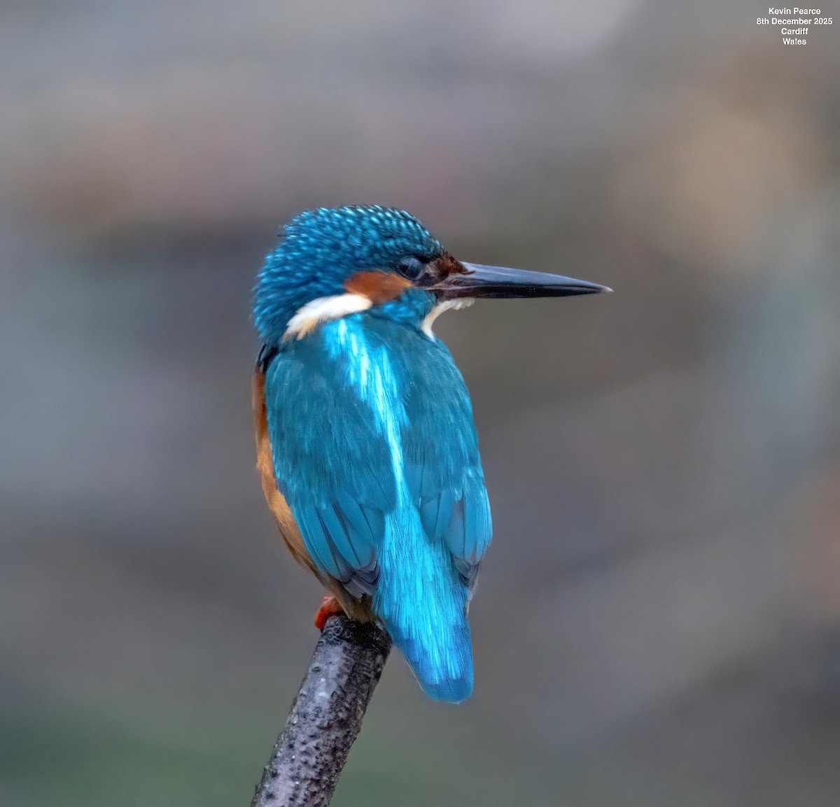 Common Kingfisher - ML646626420