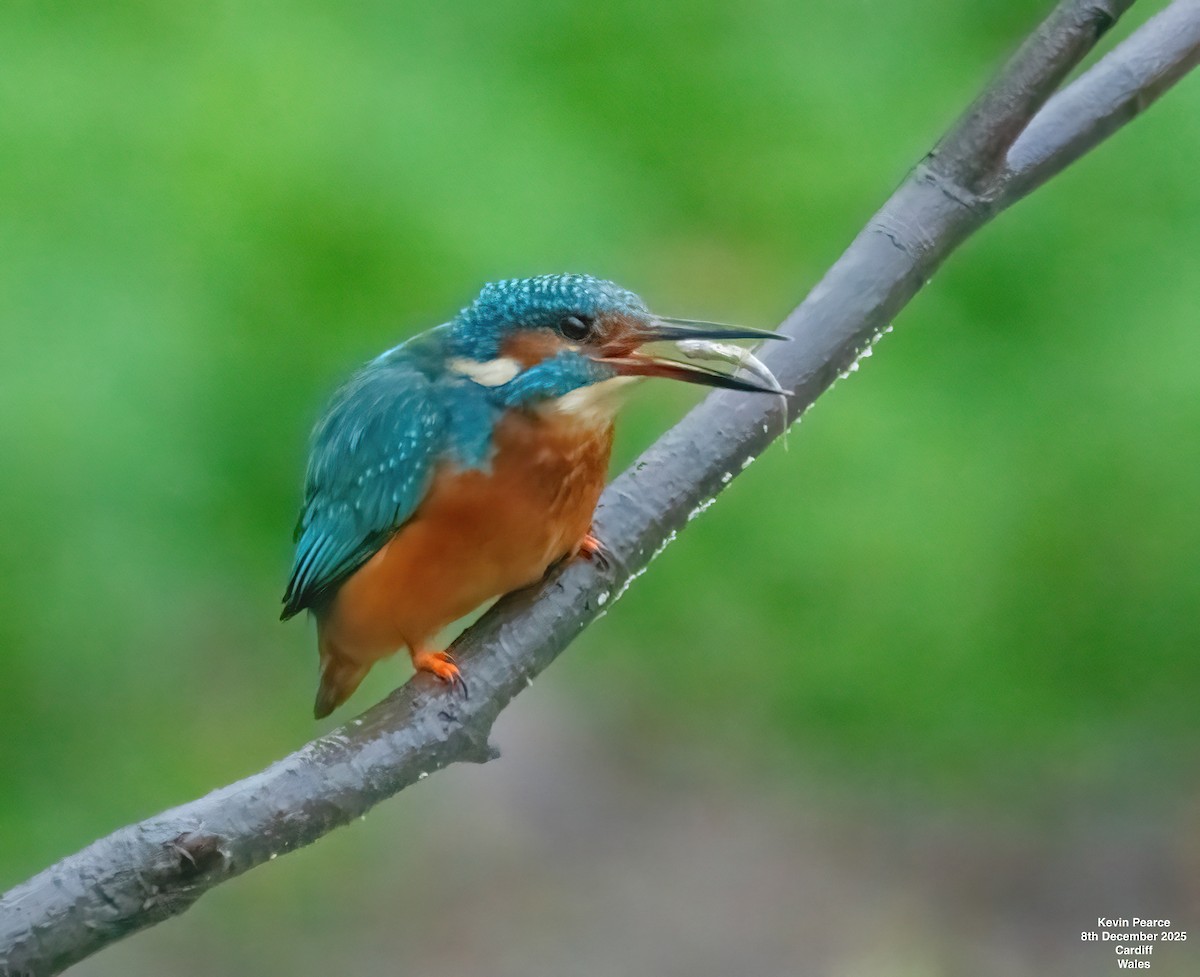 Common Kingfisher - ML646626427