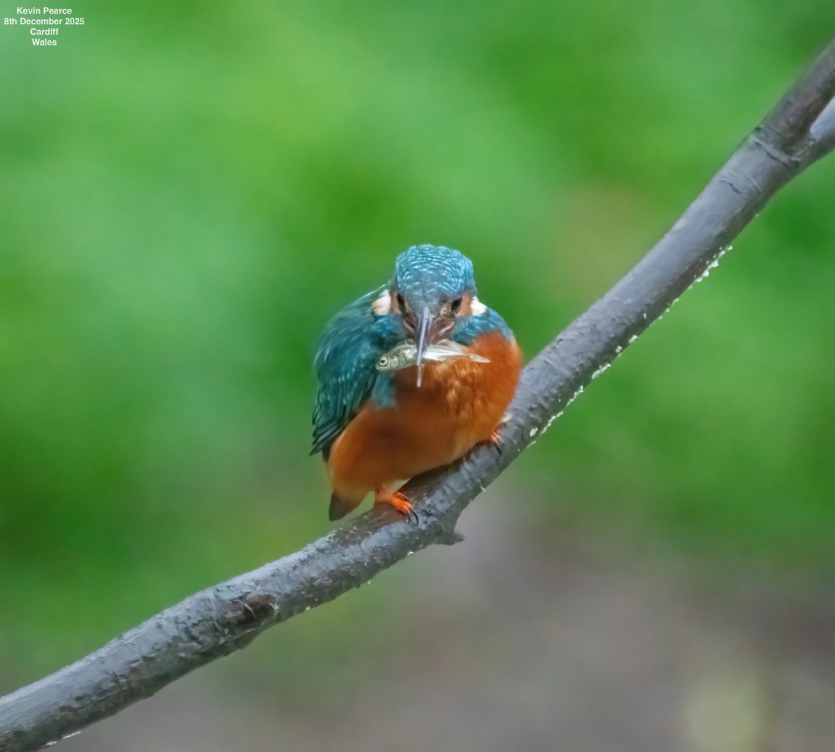 Martin pescatore - ML646626431