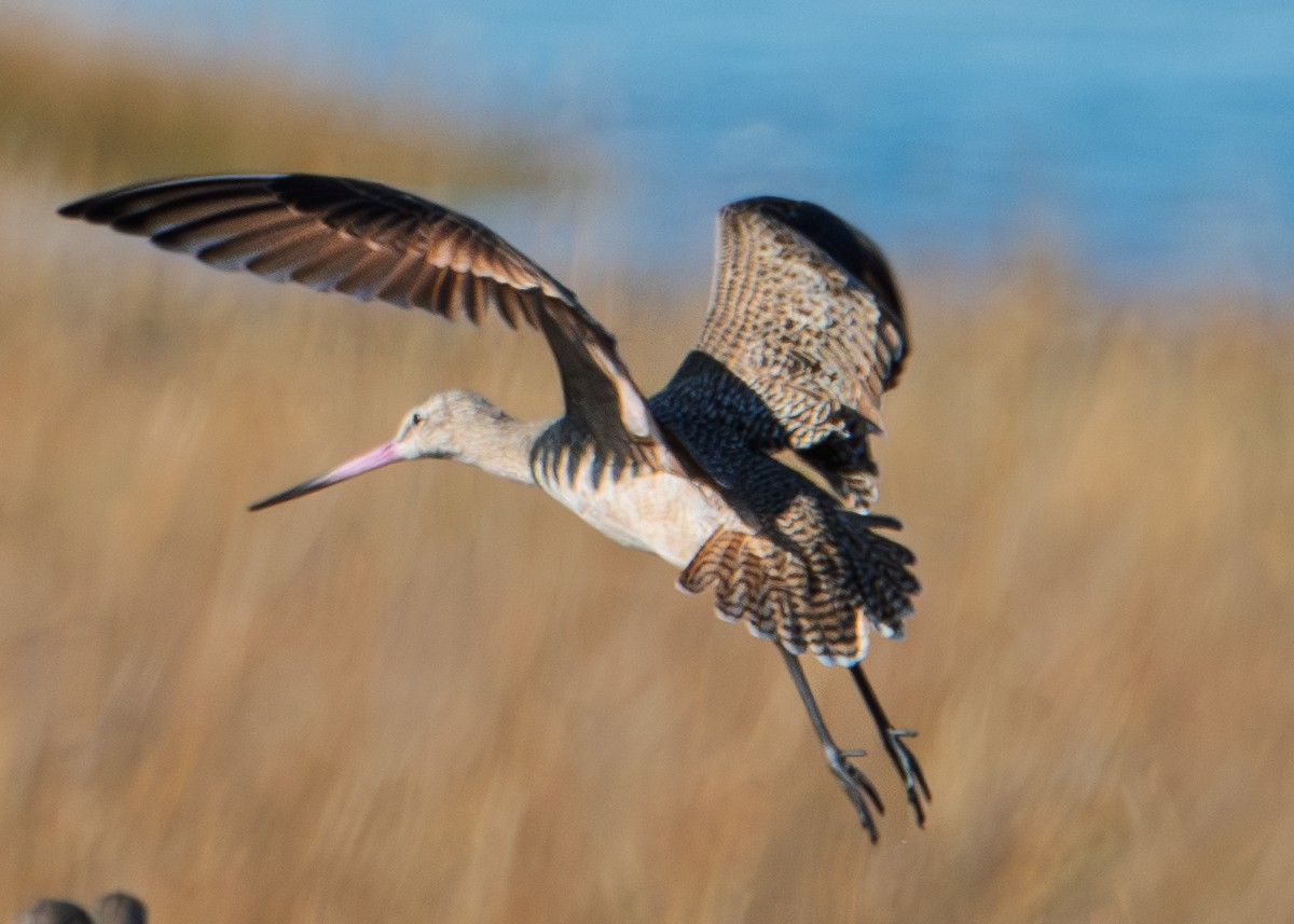 Marbled Godwit - ML646626433
