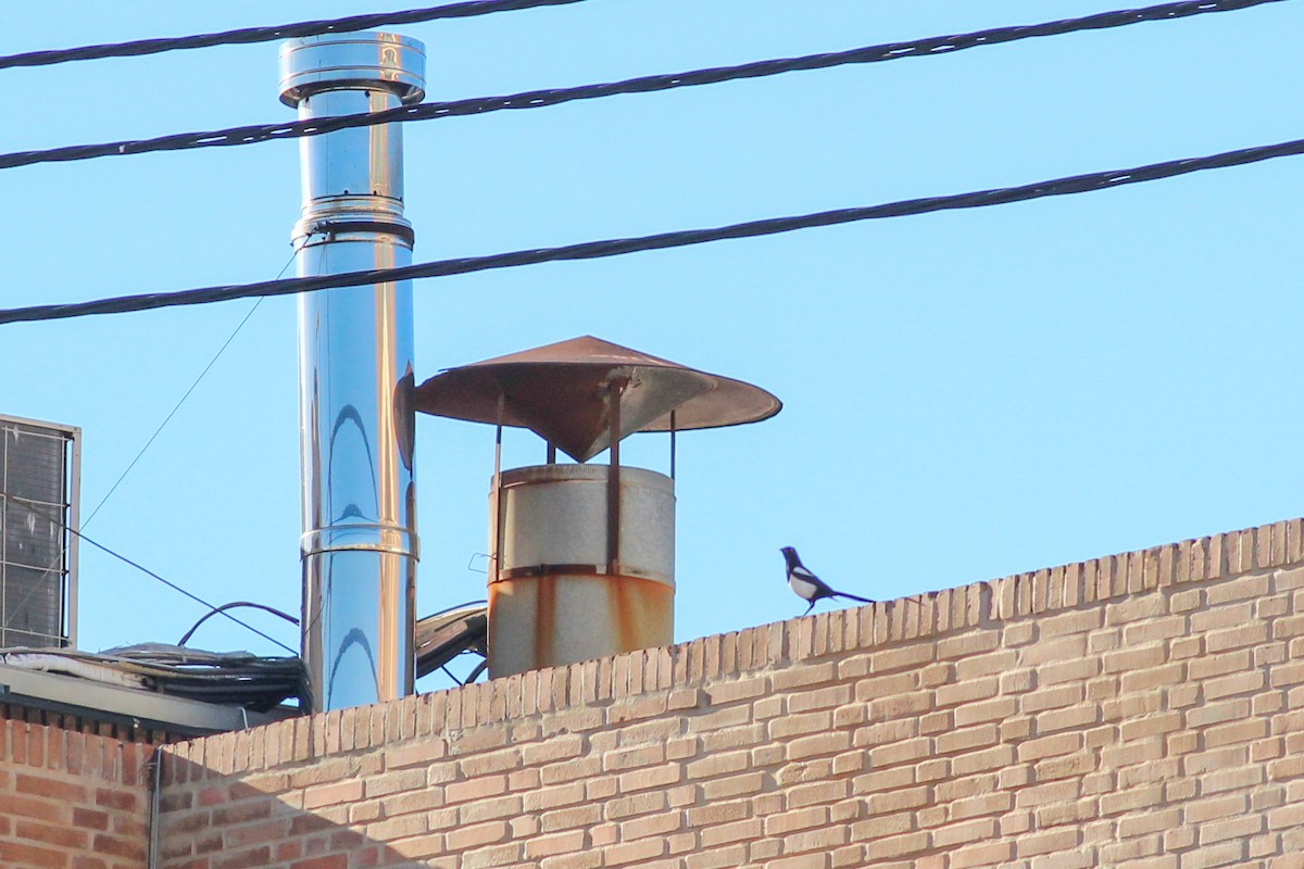 עקעק זנבתן - ML646626434