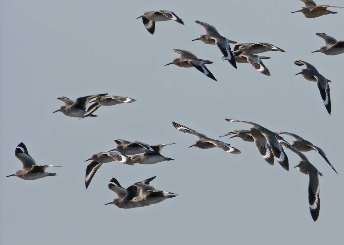 Willet - ML646626435