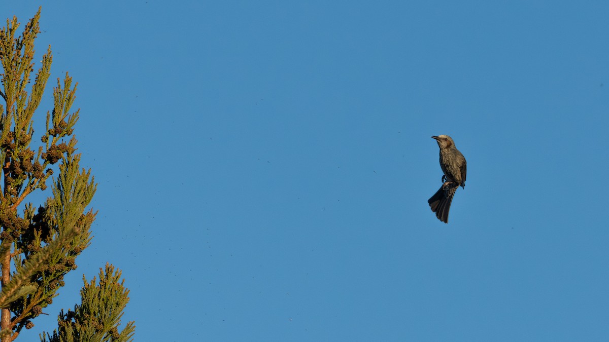 Brown-eared Bulbul - ML646626436