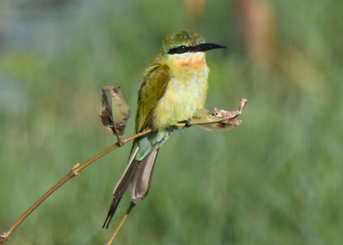 Asian Green Bee-eater - ML646626437