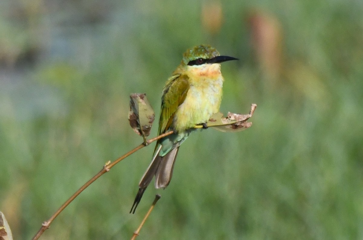 Asian Green Bee-eater - ML646626439