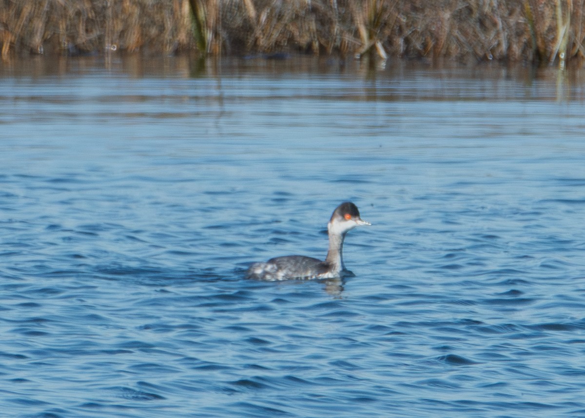 Grèbe à cou noir - ML646626440