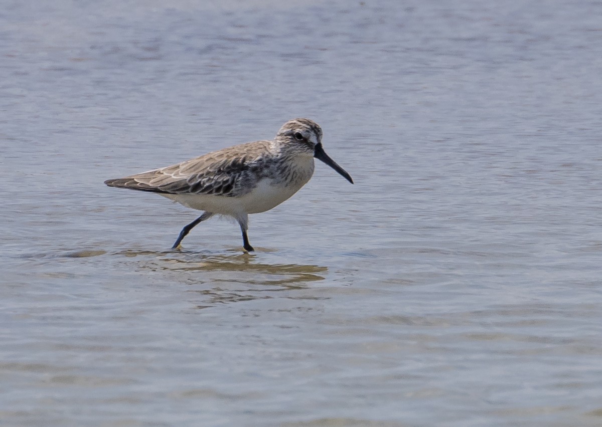 Txirri hankalaburra - ML646626447