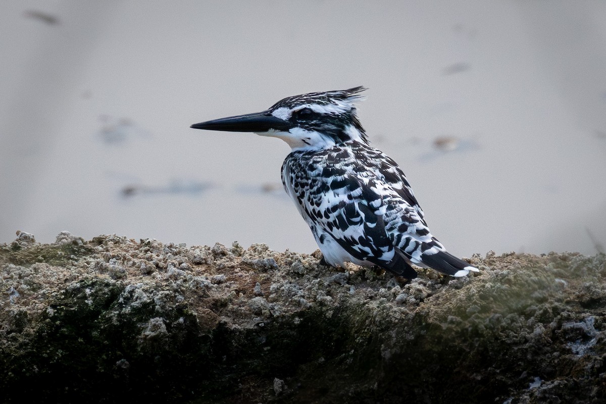 Graufischer - ML646626448