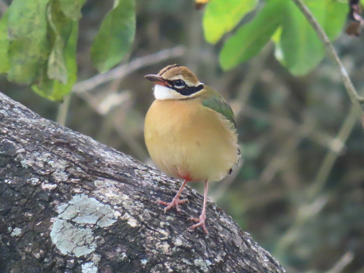 Indian Pitta - ML646626449