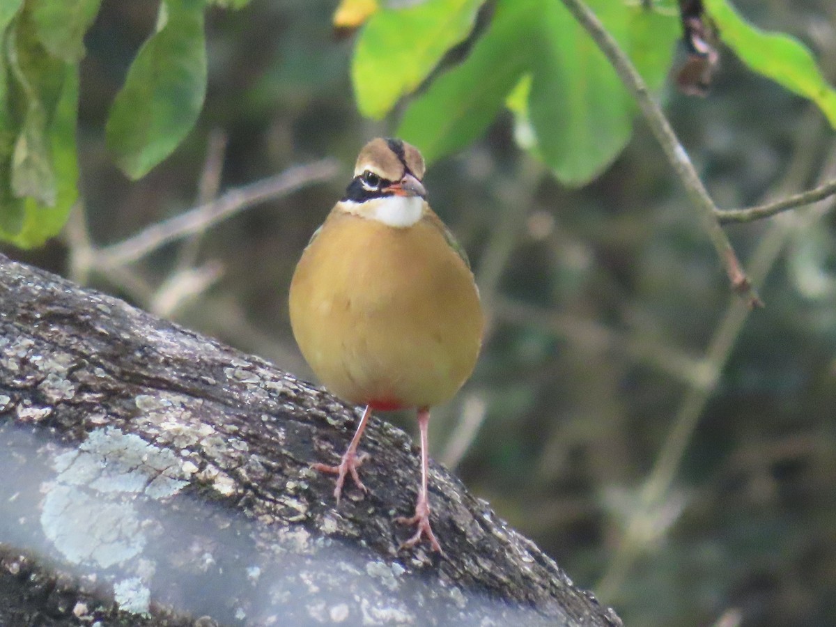 Indian Pitta - ML646626450