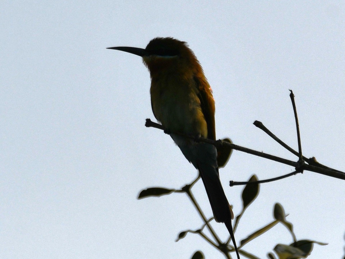 Blue-tailed Bee-eater - ML646626452