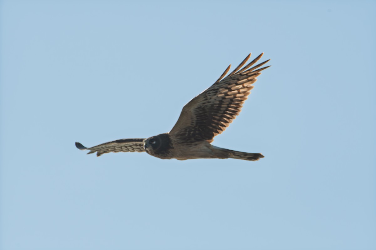 Northern Harrier - ML646626453
