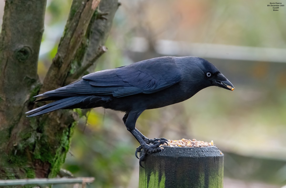 Taccola - ML646626454