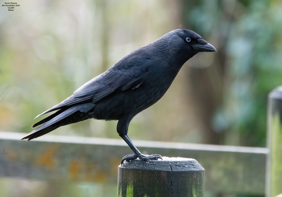 Taccola - ML646626455