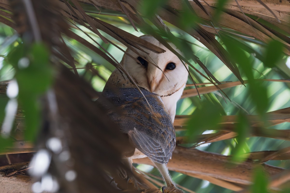 Schleiereule - ML646626456