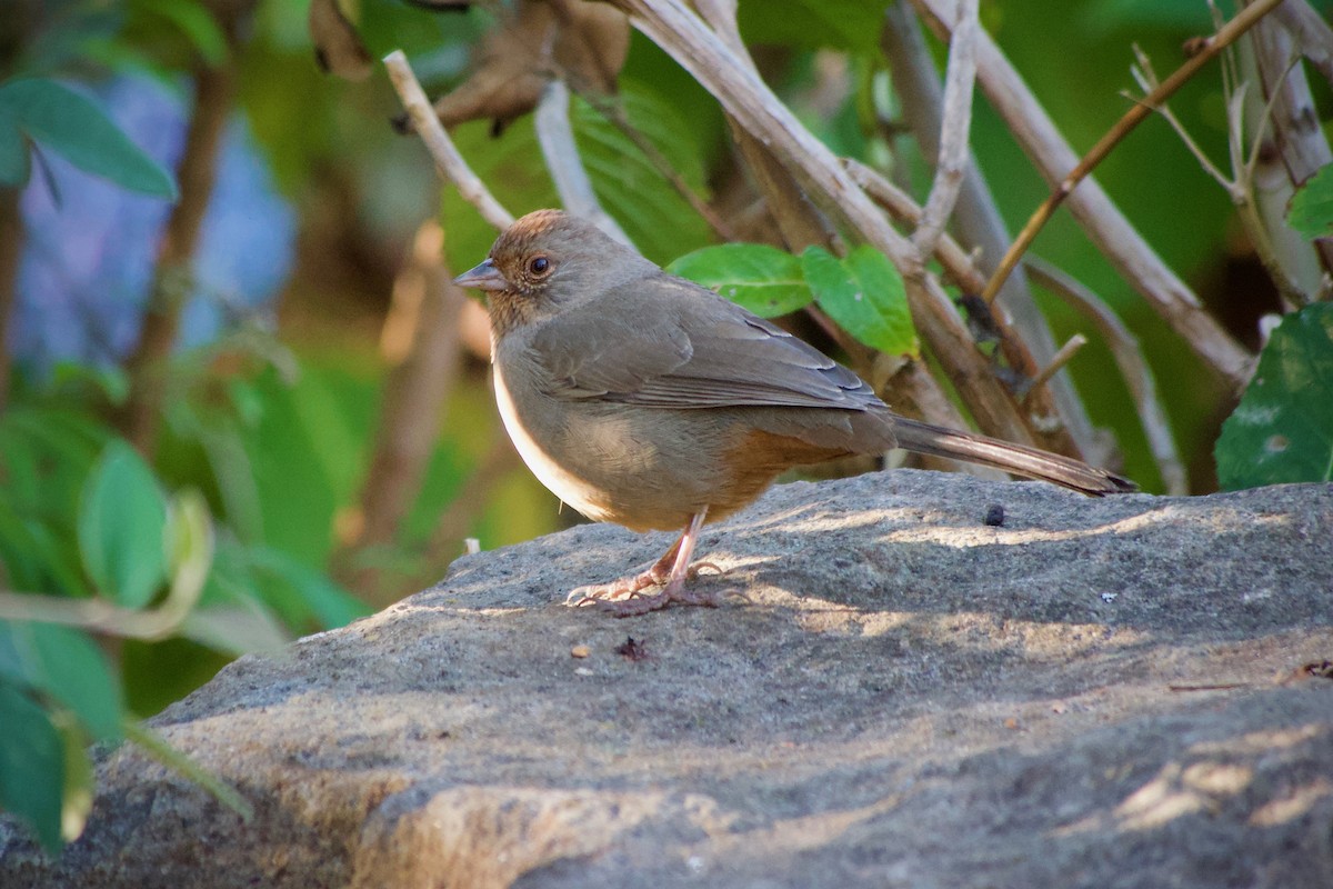 California Towhee - ML646626458