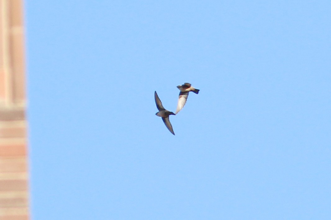 סנונית סלעים - ML646626461