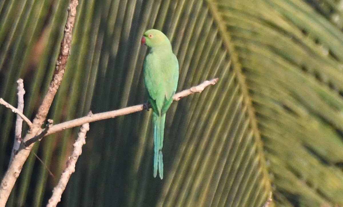 Rose-ringed Parakeet - ML646626462