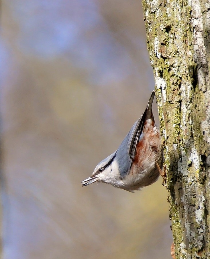Повзик звичайний - ML646626463